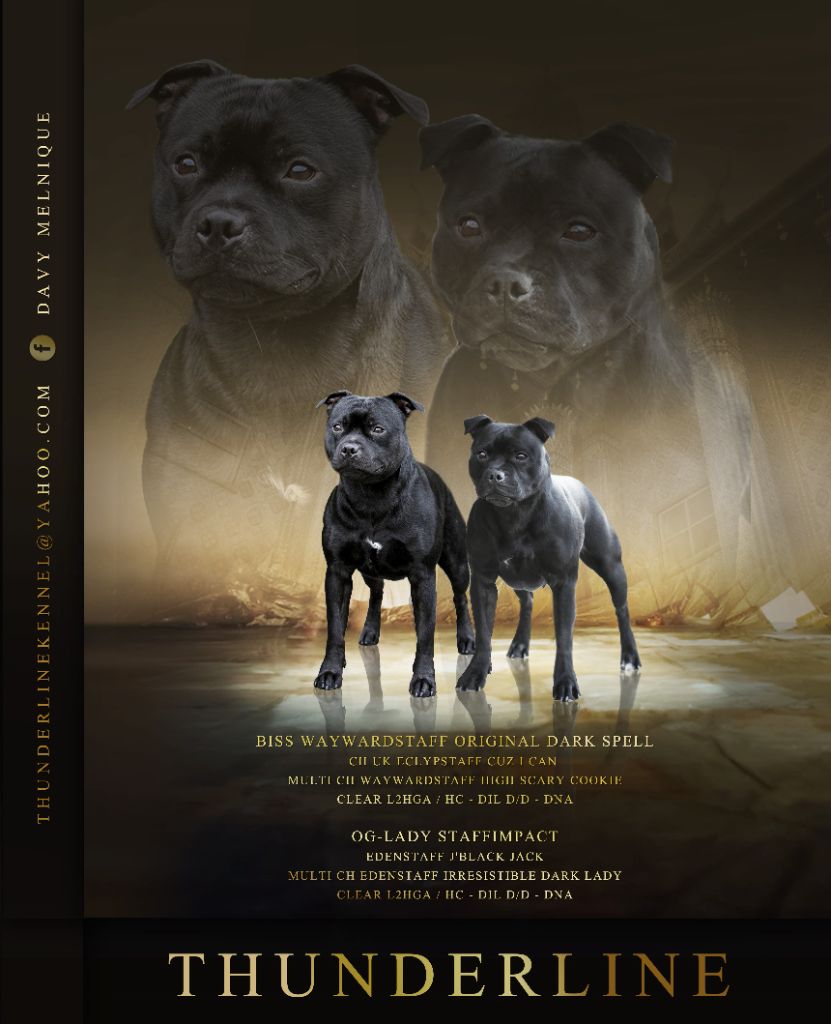 Thunderline - gestation confirmée