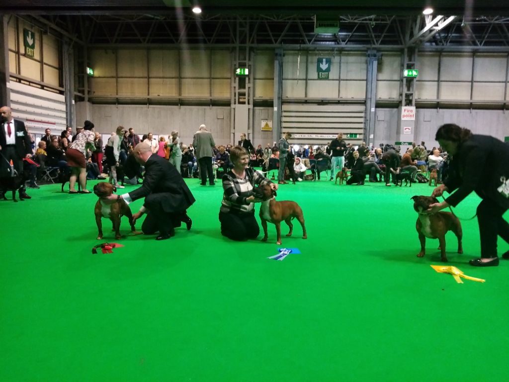 CRUFTS 2020