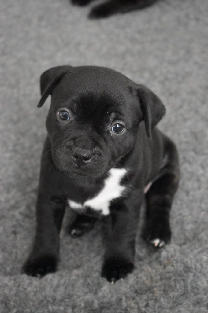 Puppy time 