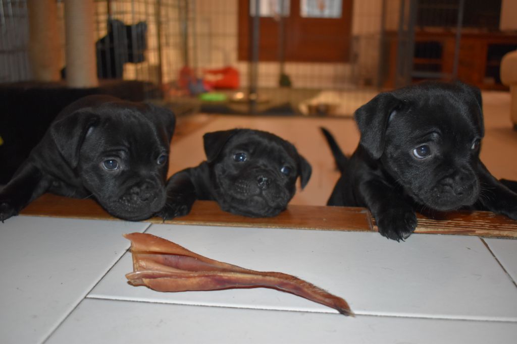 Puppy time 
